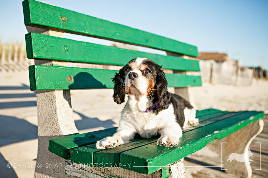 Cavalier King Charles Spaniel | New Jersey Pet Photographer