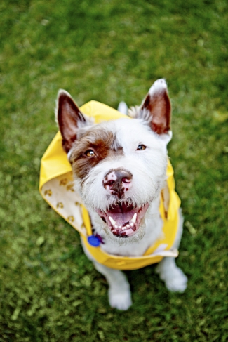 Vermont Pet Photographer