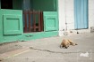 Strays Around the World | Nicaragua | New Jersey Pet Photographer