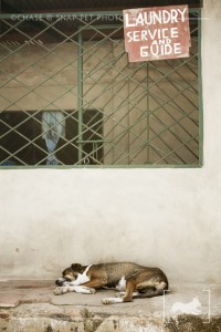 Strays Around the World | Nicaragua | New Jersey Pet Photographer