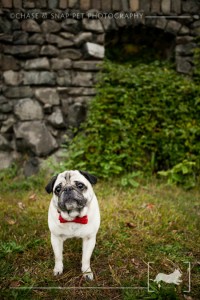Pug| Engagement Session| New Jersey Pet Photographer