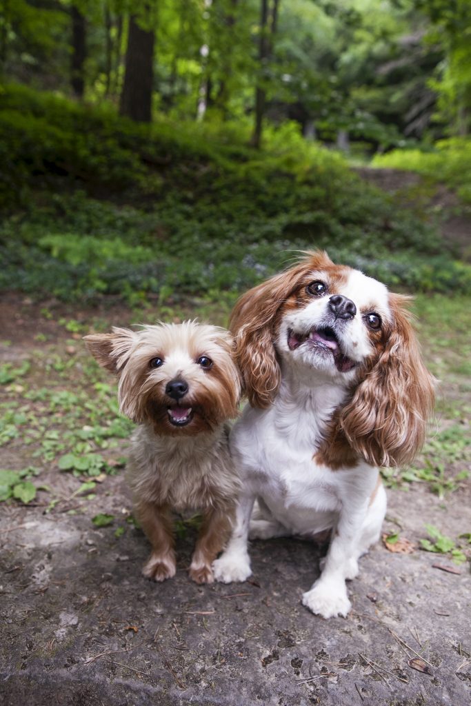 Vermont Pet Photographer