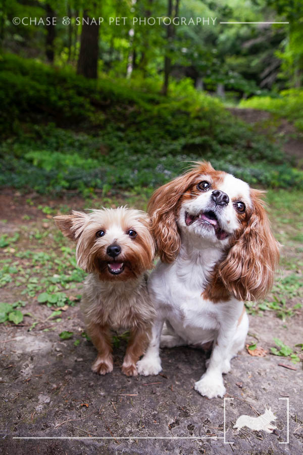 Vermont pet photographer, Vermont pet photography, Pet photos VT